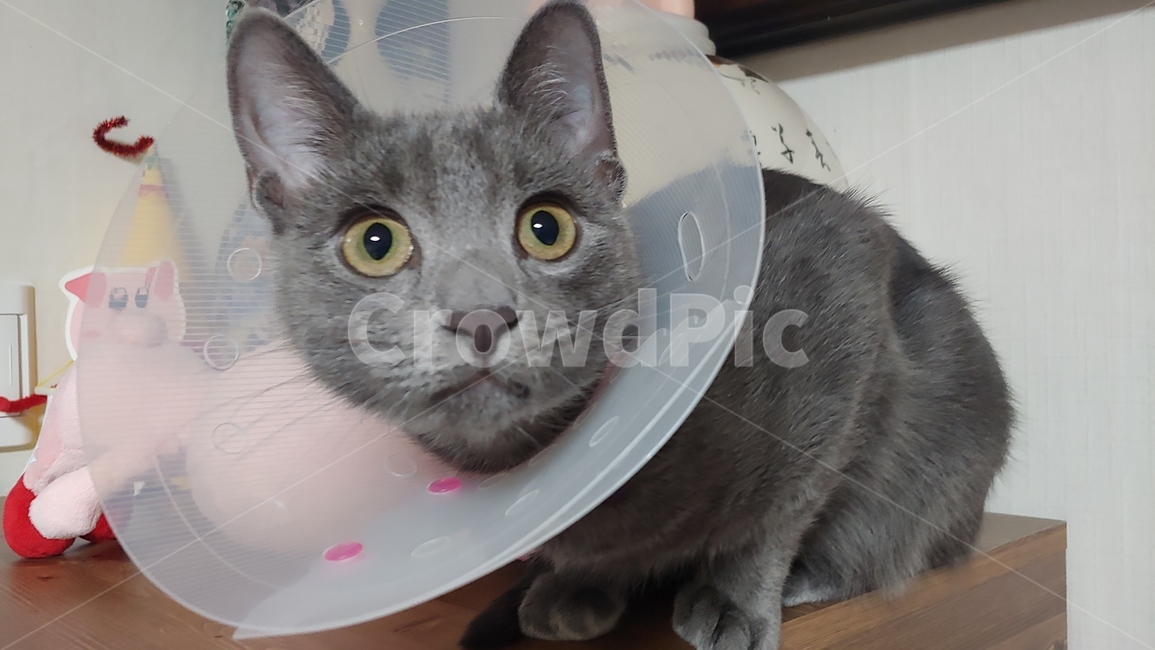 고양이,애완동물,러시안블루,cat,pet,동물