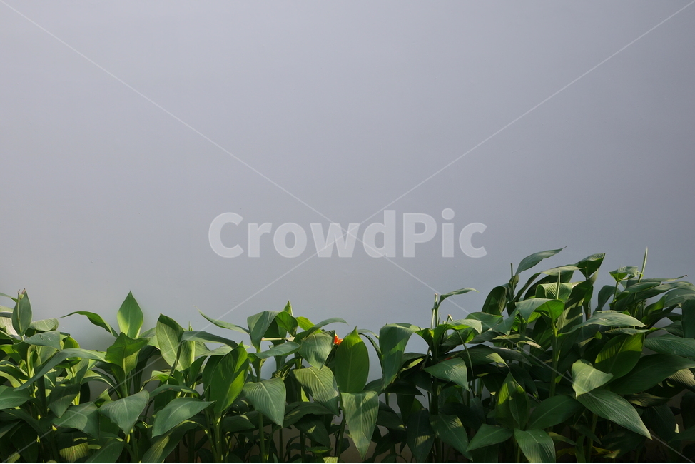 풀,식물,초록,녹색,grass,green,식물,자연,plants,nature