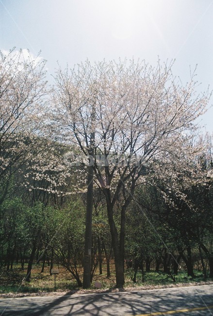 tree,나무,식물,꽃,봄