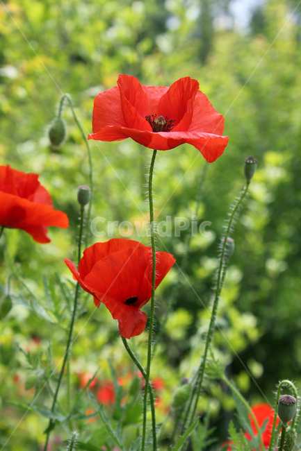 flora,flower,fresh,green,meadow,natural,plant,poppy,red,양귀비꽃,양귀비,화초양귀비,꽃,빨간색,빨강,레드,신선한,그린,정원,식물,자연,식물,자연,plants,nature,꽃,flower