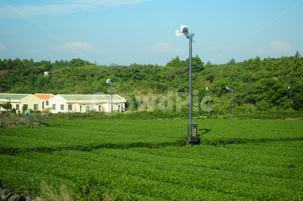 녹차,녹차밭,제주도,나무,풀,자연,시골,시골풍경,풍경,시골,마을,풍경,landscape,country,rural,town