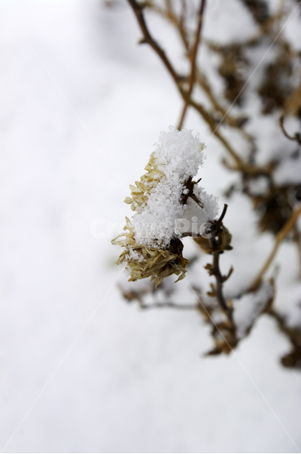 식물,plant,겨울,winnter,설경,눈,자연,nature,겨울,계절,winter,season