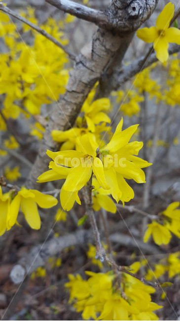 꽃,flower,근접,생화,야생화
