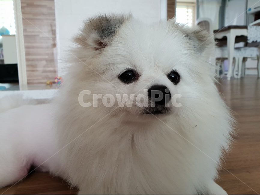 반려견,강아지,개,dog,반려동물,귀여움,섹시,애완동물,애완견,동물,animal,포유류,mammal,개,강아지,dog,doggy