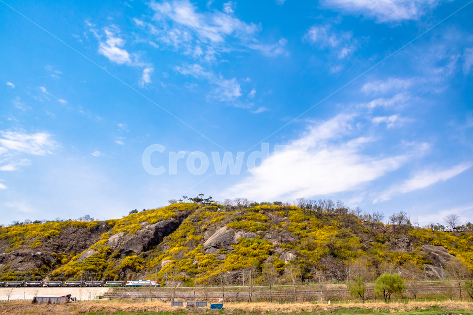 꽃,개나리,응봉산,서울,노랑,봄,봄,계절,spring,season,자연,풍경,nature,landscape,outdoors,옥외