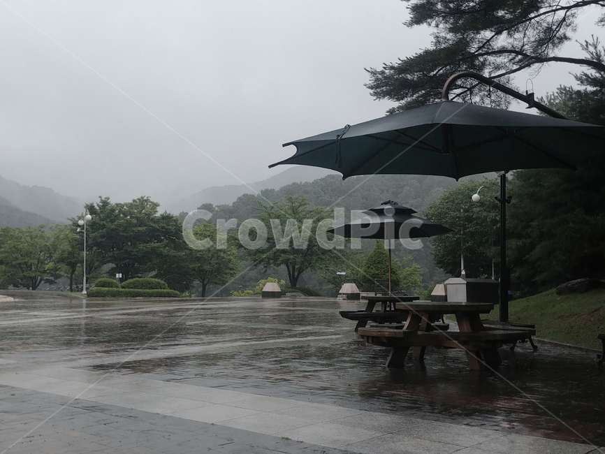공원,park,나무,자연,nature,tree,숲,병목안,산책길,비,rein,폭우