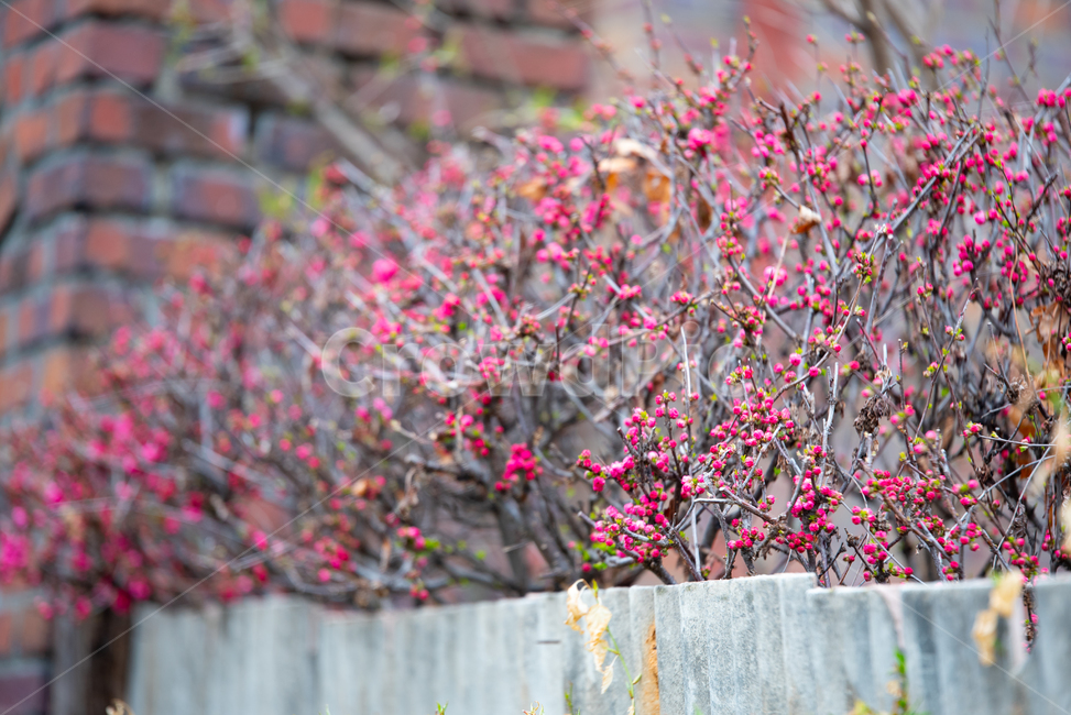 데이트,산책,봄,꽃,벚꽃,식물,자연,plants,nature,꽃,flower