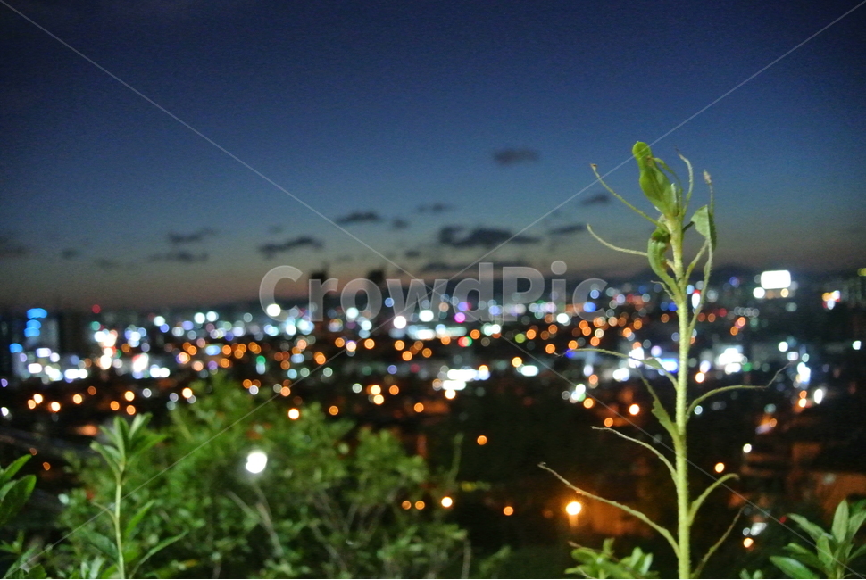 flare,플레어,light,빛,야경,식물,야경,밤,풍경,nightscape,night,landscape