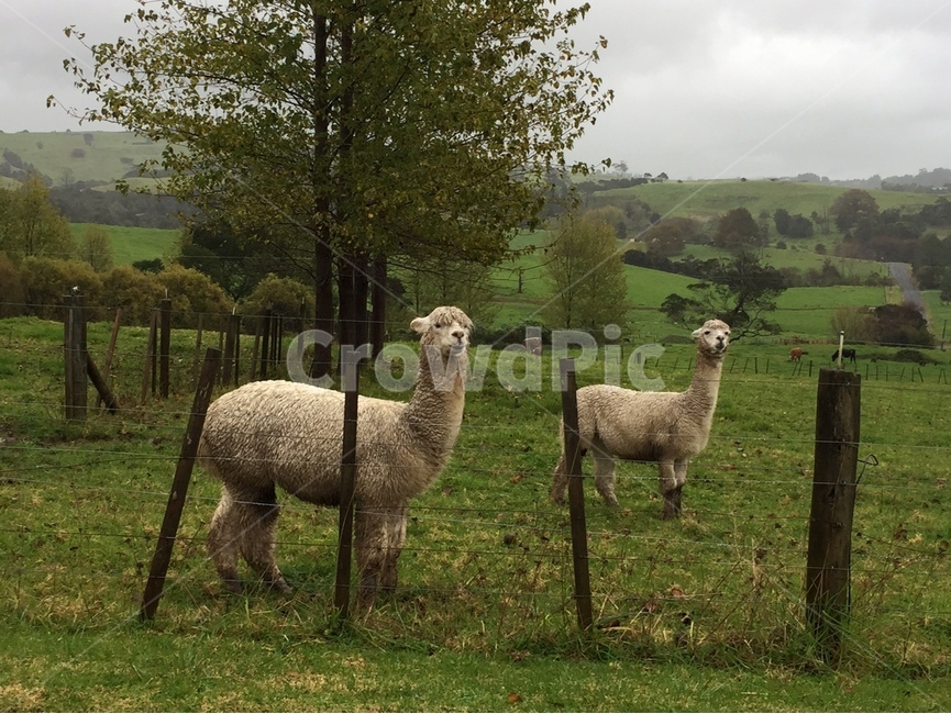 alpaca,알파카,llama,야마,animal,동물,mammal,포유류,농장,목장