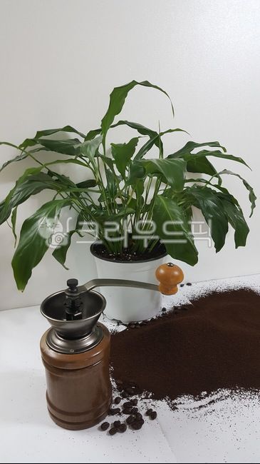 커피,커피가루,커피알,가루,갈색,커피향,카페,coffee,cafe,화분,식물,원두커피,원두커피가루,원두가루,커피추출,티,티타임,커피콩,원두,클로즈업,향기,건조,카페인,background,아메리카노,블랙커피,핸드밀,커피분쇄기,trituration,coffeegrinder,plant,그라인더,americano,오브젝트,커피주머니,테이크아웃,연출,setting