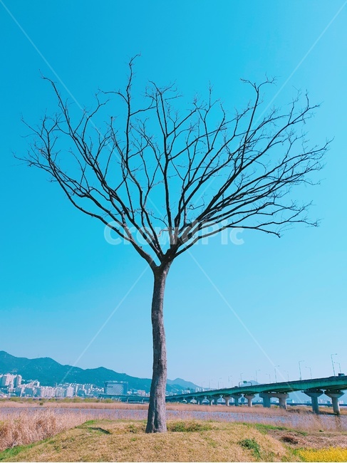 나무,하늘,겨울,파란,가지,나뭇가지,공원