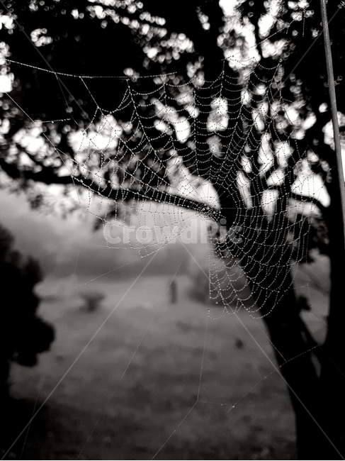 거미줄,이슬,나무,숲,자연,흑백,모노톤,monochrome,black and white