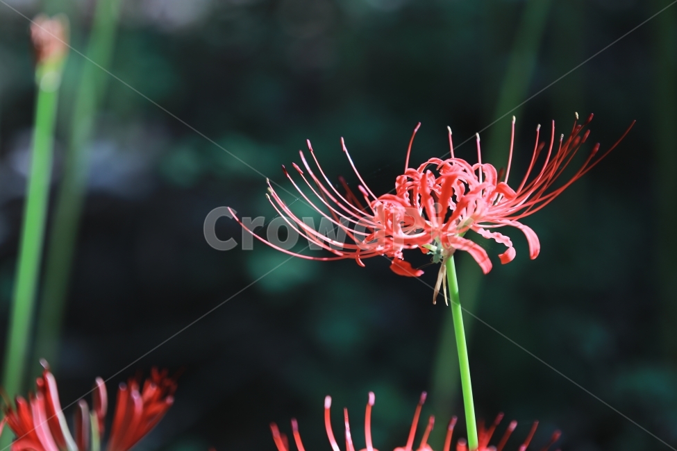 상사화,꽃무릇,꽃,붉은꽃,불갑사,flower,식물,자연,plants,nature,꽃,flower