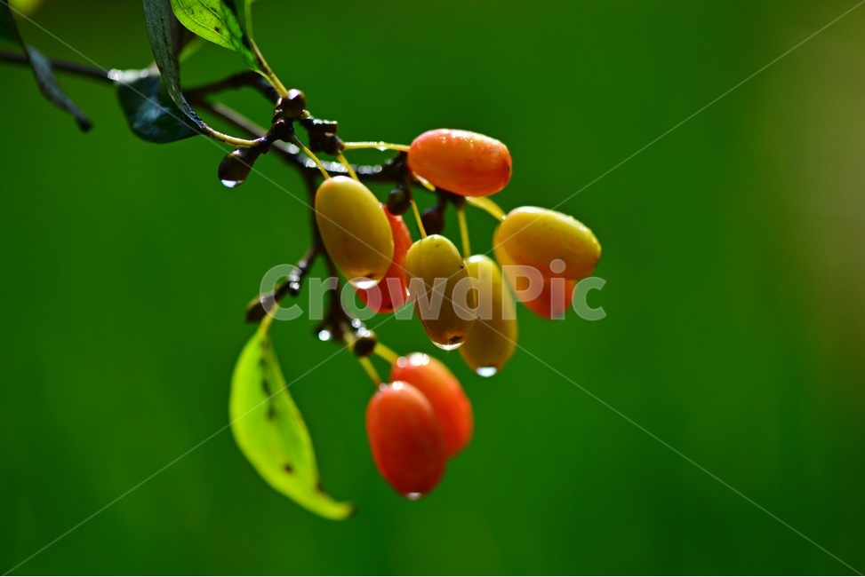 plant,식물,food,음식,fruit,과일,산수유,열매,산수유열매,약용식물,건강식품,결실,빨강색,비,물방울,가을,과일,열매,fruit