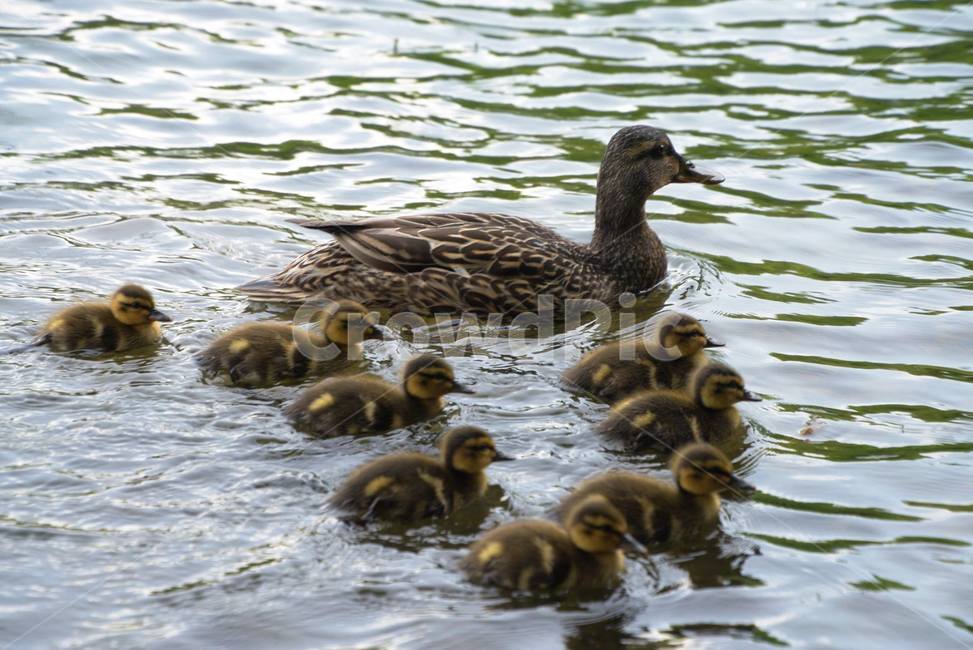 duck,ducklings,family,오리새끼,together,오리가족,동물,animal,조류,새,birds