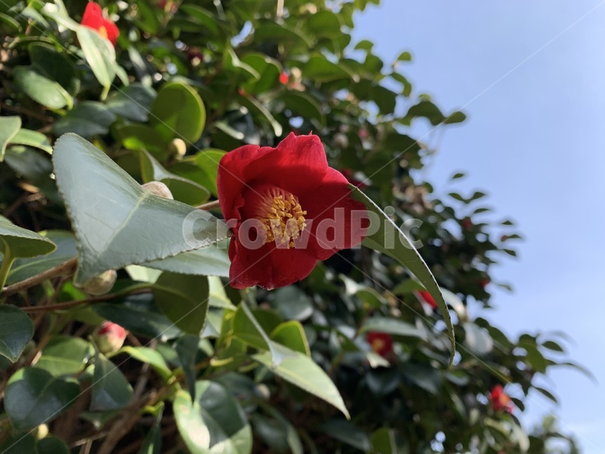 동백꽃,동백,꽃,겨울,flower,redflower