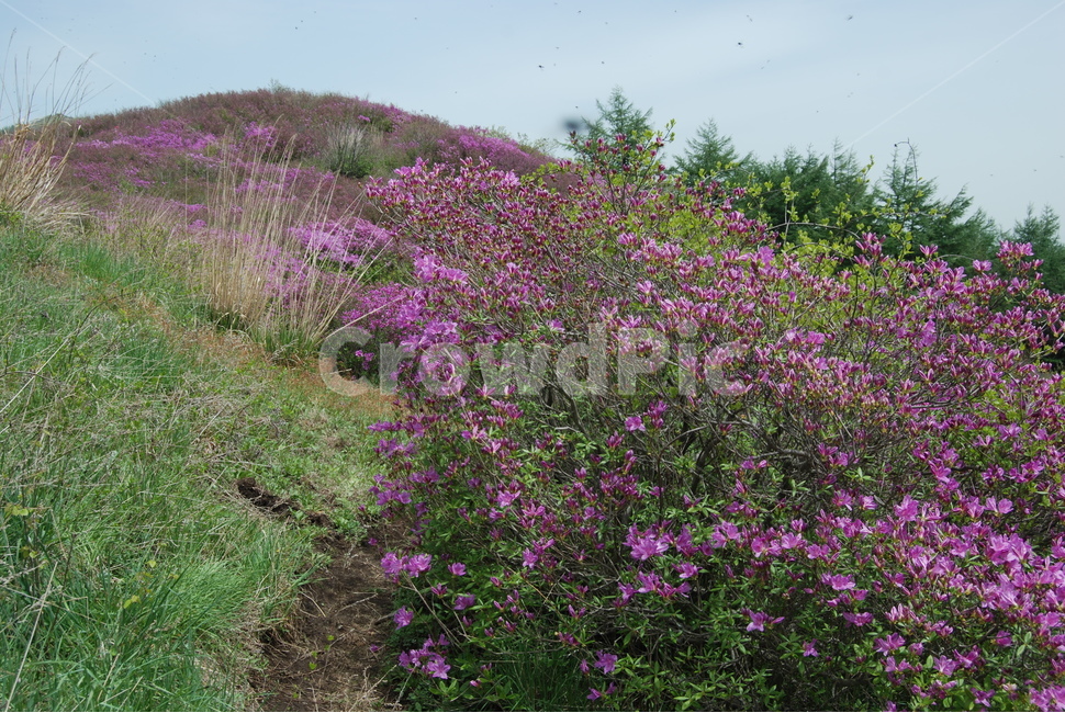 바래봉,세걸산,산철쭉,팔랑치,정령치,자연의위대함,등산로,능선,아름다움,신비스런산,돌,산행,힐링,자연,감성,등산,계절,여행,한국,한국명산,한국등산,풍경,눈,나무,하늘,바람,바람소리,환경,생태계,산,땅,봄,계절,spring,season,자연,풍경,nature,landscape,한국자연풍경,한국자연경관,korea nature landscape,plant,식물