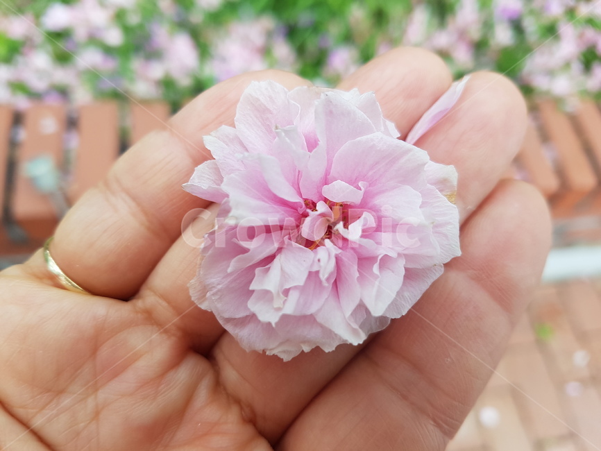 plant,식물,navercherryblossom,벚꽃,겹벚꽃,식물,자연,plants,nature,꽃,flower