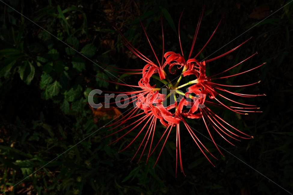 꽃무릇,붉은상사화,슬픈추억,garden,september,꽃,flower,redspiderlily,redflower,red,august,bloom,fullbloom,수선화과,여러해살이풀,석산,Lycorisradiata,식물,자연,plants,nature,꽃,flower