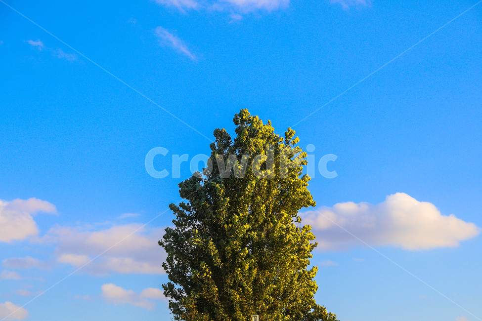 tree,나무,plant,식물,treetrunk,나무줄기,나무,trees,wood