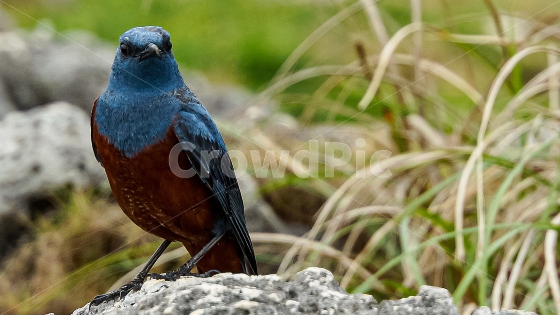 동물,새,animal,bird,파랑새,bluebird,날다,fly