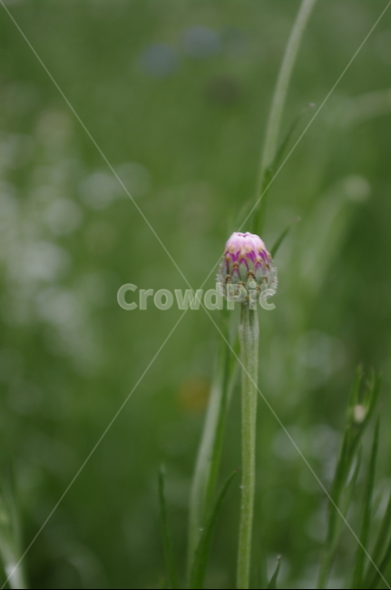 꽃,flower,식물,plant,자연,nature