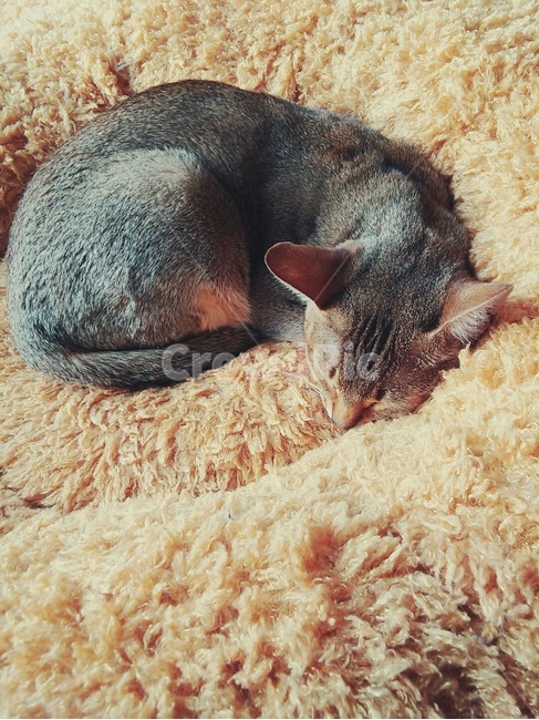 고양이,휴식,졸림,잠,낮잠,동물,귀여움