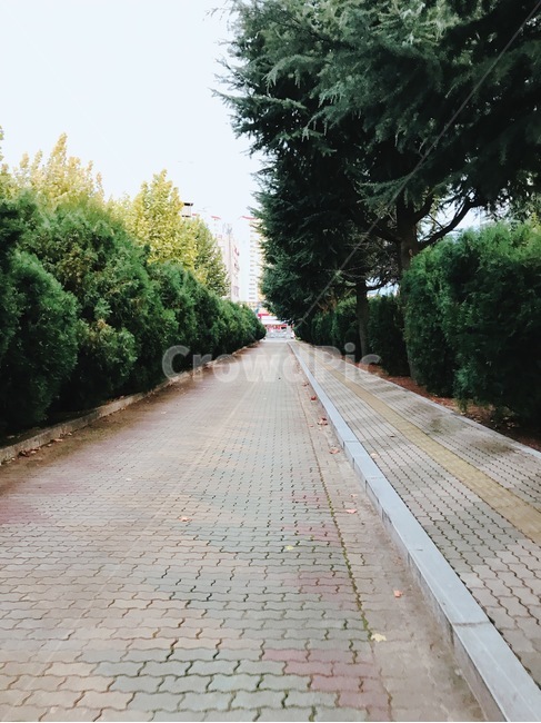 가로수,길,보도블럭,나무,가로