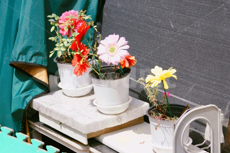 꽃,flowers,화분,자연,nature,풍경,landscape,식물,자연,plants,nature,꽃,flower