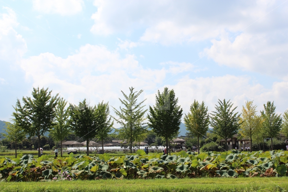 안동,하회마을,자연,나무,화창한,자연,풍경,nature,landscape,시골,마을,country,rural,town,한국전통,한국문화,korean traditional,korean culture,사람,인물,인간,human,person,fir,전나무,tree,plant,식물