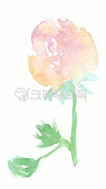 flower,꽃,수채화꽃,물번짐,수채화물감,장미