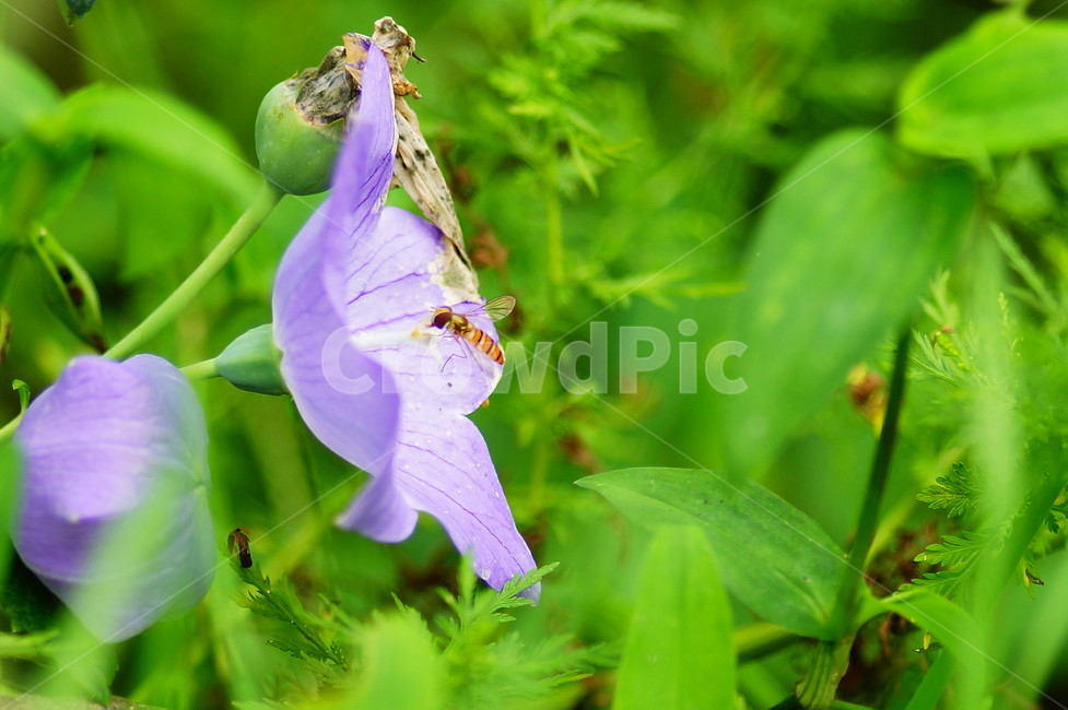 식물,plant,blossom,꽃,flower,도라지,벌,식물,자연,plants,nature,꽃,flower