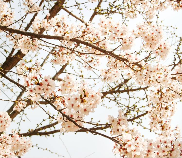 벚꽃,나무,벚나무,봄,꽃,blossom,flower,식물,plant,식물,자연,plants,nature,꽃,flower