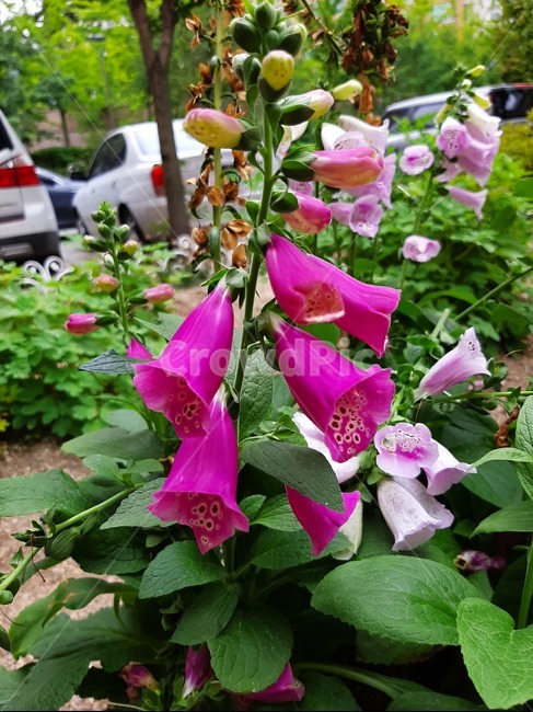 plant,식물,flower,blossom,꽃,식물,자연,plants,nature,꽃,flower