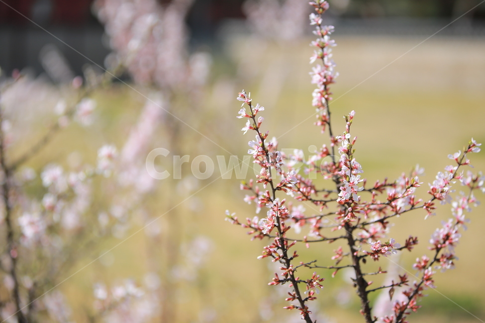 벚꽃,봄,새싹,하늘,벚꽃놀이,꽃,맑음,오막삼,캐논,5dmark3,봄,계절,spring,season,식물,자연,plants,nature,꽃,flower,plant