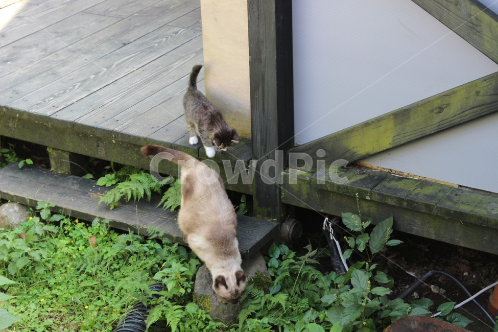 고양이,고양이들,일본고양이,유후인,cat,귀여움,일본감성,길냥이,자연,힐링,초록,동물,포유류,고양이의보은,동물,animal,포유류,mammal,고양이,cat,kitten,kitty