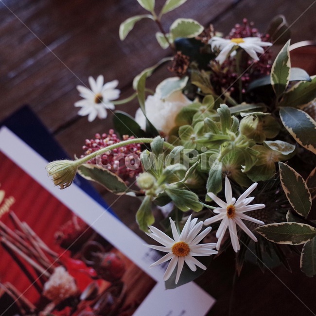 plant,식물,flower,꽃,blossom,데이지,daisy,감성사진,식물,자연,plants,nature,꽃,flower