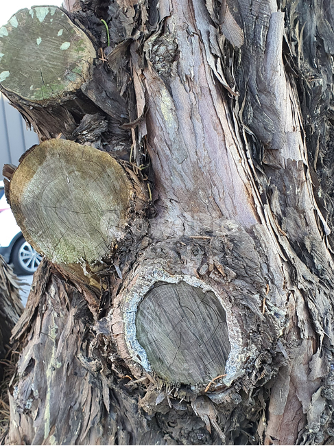 tree,plant,식물,treetrunk,나무줄기,wood,나무,나이,세월,감성,클로즈업,closeup,history,고목,절단,결,질감,텍스처,texture,거칠다,나무,trees,wood