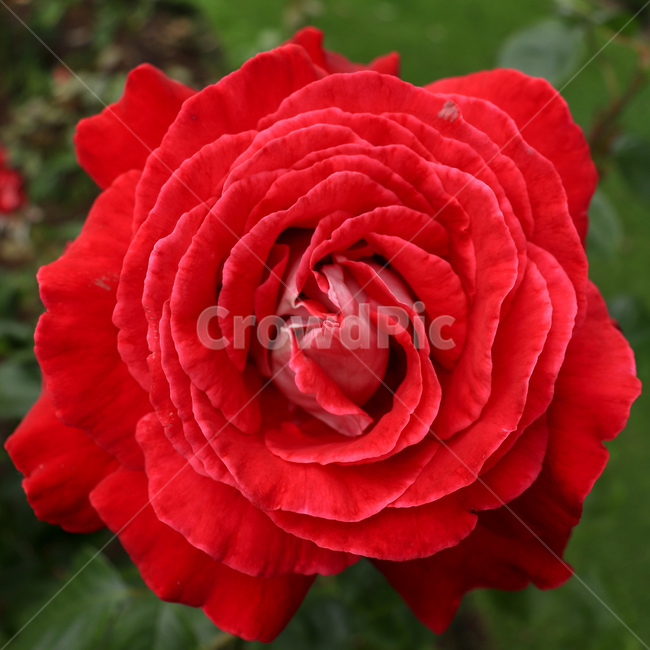 꽃,장미,rose,redrose,붉은장미,장미꽃,꽃잎,야생식물,야생화,wildflower,wildplant,꽃말,symbolism,petal,flower,식물,자연,plants,nature,꽃,flower