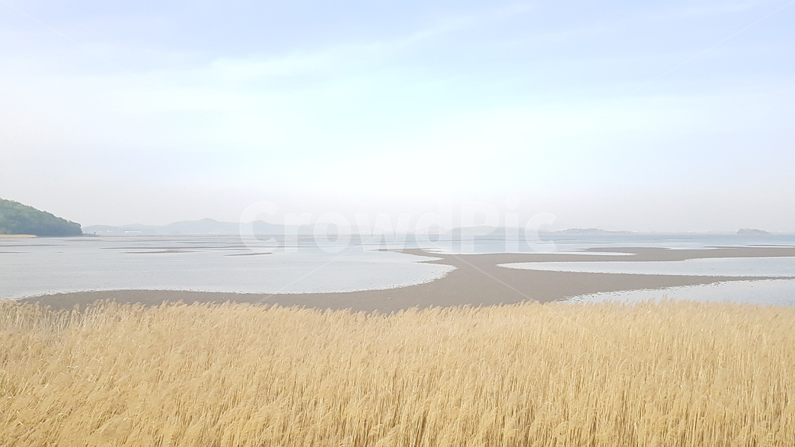 바다,갈대,갈대숲,바닷가,갯벌,foreshore,reed,plant,식물,식물,자연,plants,nature