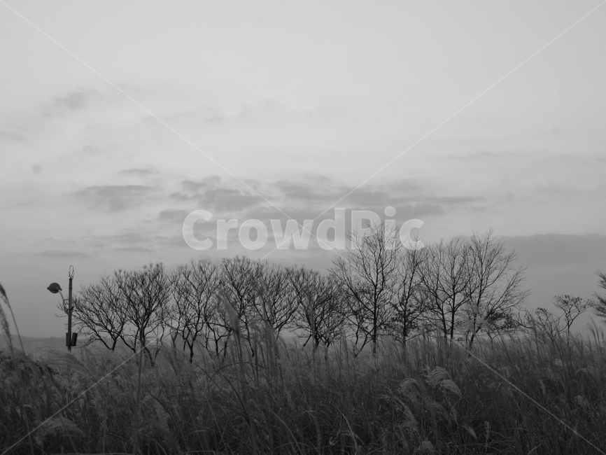 나무,흑백,가을,억새,하늘공원,월드컵공원,자연,풍경,nature,landscape,흑백,모노톤,monochrome,black and white