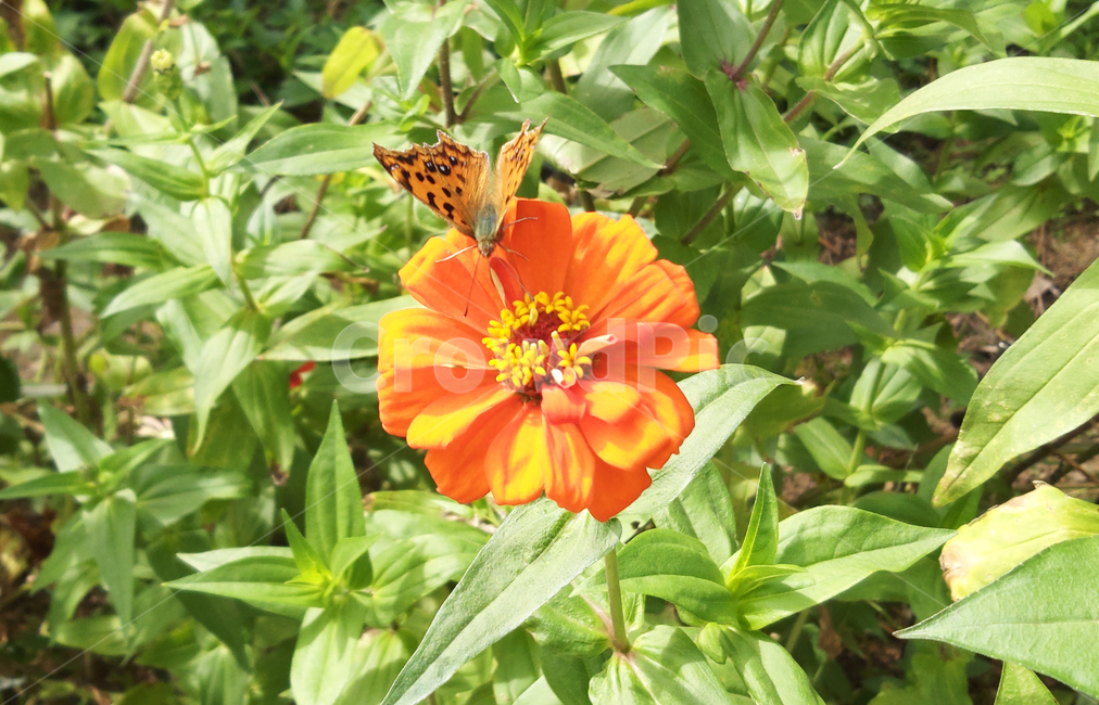 야생화,꽃,나비,식물,자연,여름,wildflower,flower,plant,butterfly,nature,summer,식물,자연,plants,nature,꽃,flower,동물,animal,곤충,벌레,insect,bug