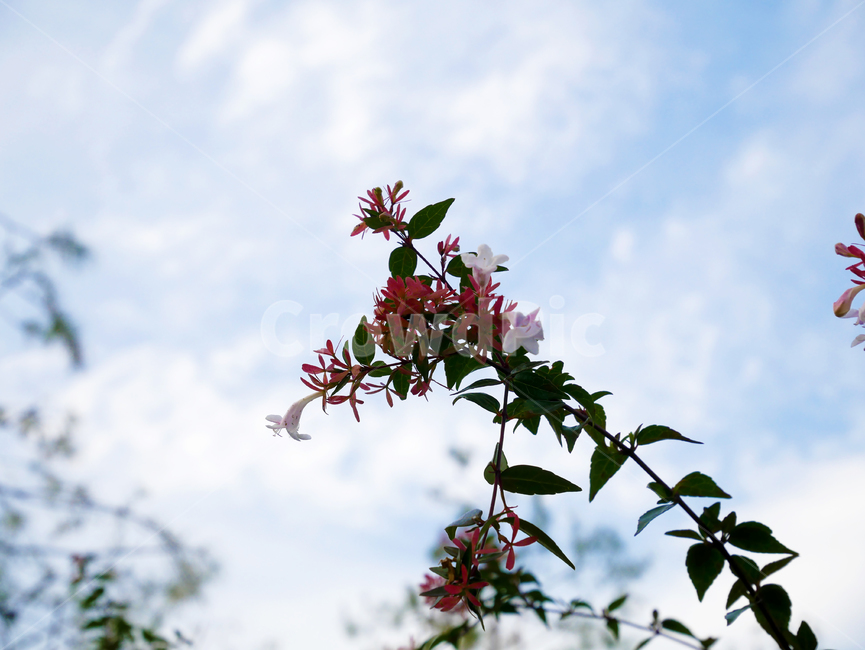꽃,하늘,구름,계절,식물,자연,season,plants,nature,flower,식물,자연,plants,nature,꽃,flower