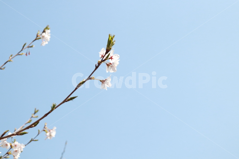 꽃,벚꽃,봄,자연,나무,봄,계절,spring,season,식물,자연,plants,nature,꽃,flower,plant,blossom