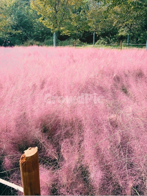 자연,꽃,식물,plant,핑크,가을,계절,fall,autumn,season