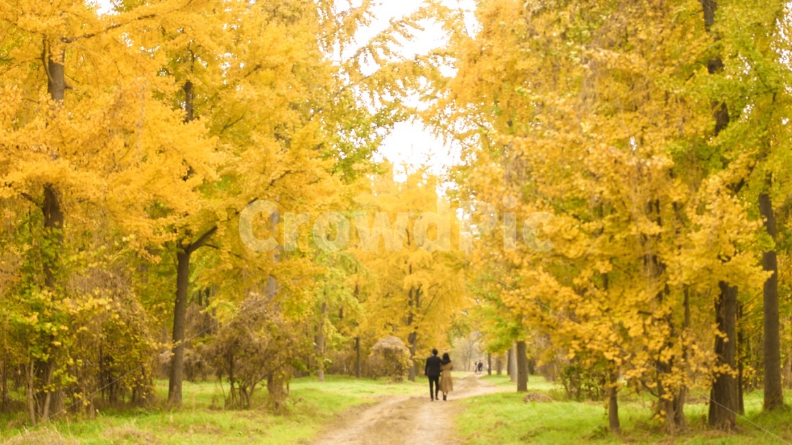 은행나무숲,은행,가을,노랑,자연,풍경,가을,계절,fall,autumn,season,연인,커플,사랑,lover,couple