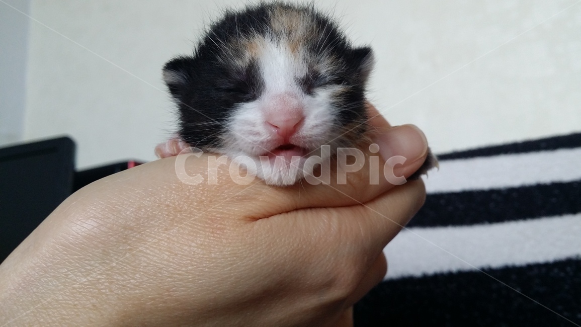 고양이,아기고양이,새끼고양이,cat,귀여운,반려동물,소중함,동물,animal,포유류,mammal,고양이,cat,kitten,kitty