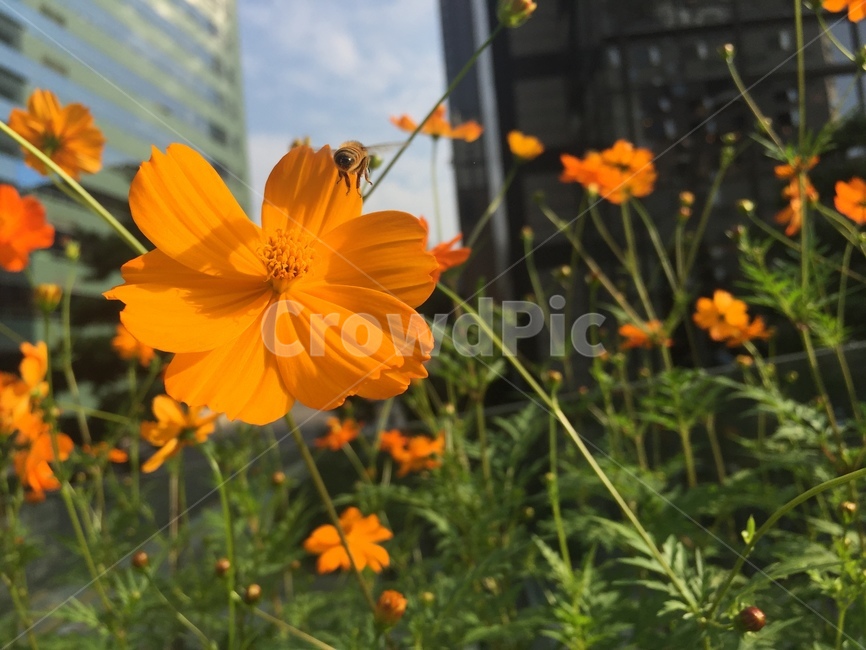 꽃,벌,꿀,꽃가루,봄,flower,bee,honey,spring,식물,자연,plants,nature,꽃,flower