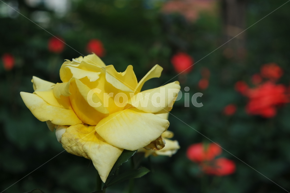 장미,장미사진,빨간장미,꽃사진,꽃,꽃배경,식물,자연,plants,nature,꽃,flower