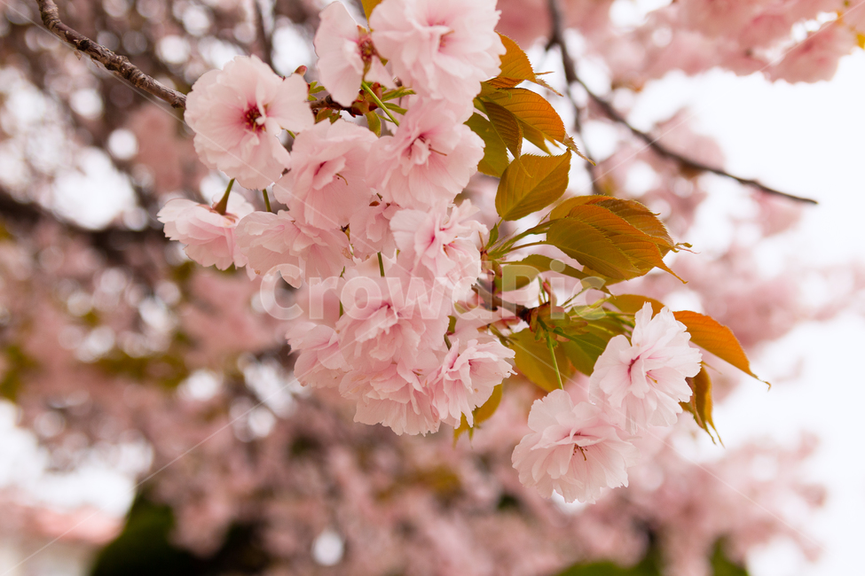 꽃,flower,벚꽃,blossom,식물,plant,cherryblossom,봄,spring,핑크,pink,분홍,파스텔,pastel,은은한,자연,nature,식물,자연,plants,nature